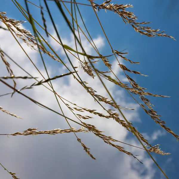 Mavi Gökyüzünün Arka Planında Yabani Tahıllar Vardı Kırsal Kesimde Yaz — Stok fotoğraf