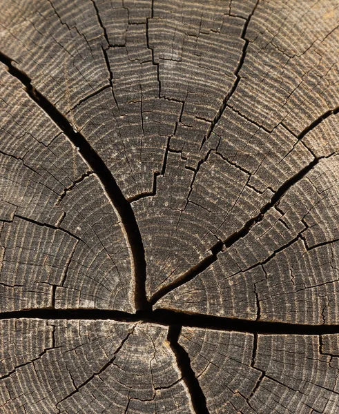 Textuur Van Gezaagd Hout Met Scheuren Jaarlijkse Ringen Mooie Achtergrond — Stockfoto