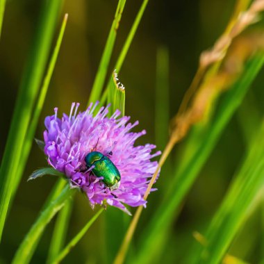 Vahşi doğadaki böcekler, çimen güneşi, yaz günü