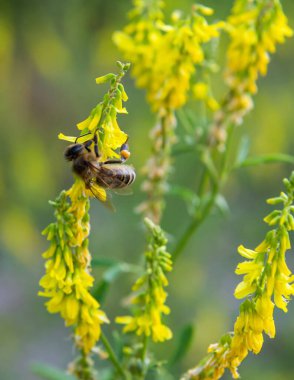 Sarı kır çiçeklerindeki arı nektar ve polen toplar.