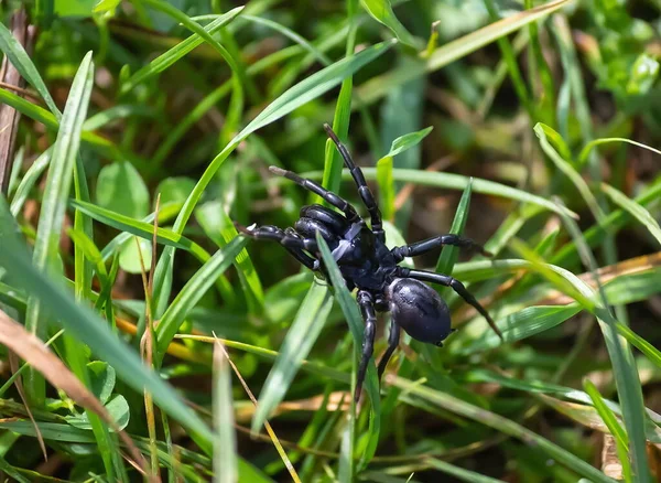 Black Spider Grass Meadow Summer Sunny Day — Stock Photo, Image