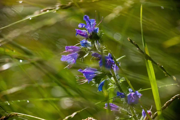 Μπλε Αγριολούλουδα Στο Γρασίδι Ηλιόλουστη Μέρα Του Καλοκαιριού — Φωτογραφία Αρχείου