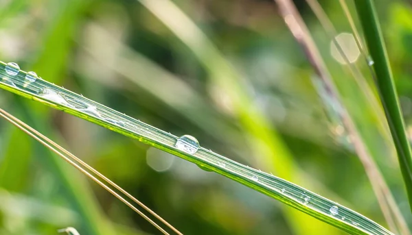 Fondo Hierba Verde Con Rocío Borroso Día Verano —  Fotos de Stock