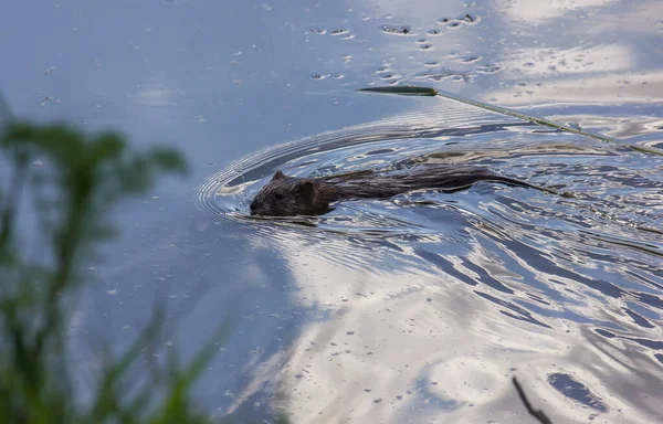 Bisamratte Treibt Auf Dem Wasser Das Wasser Spiegelt Den Himmel — Stockfoto