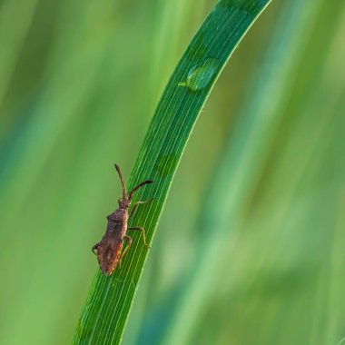 Vahşi doğadaki böcekler, çimen güneşi, yaz günü