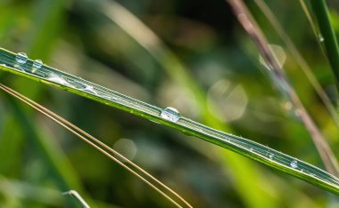 Bulanık çiğ ile yeşil çimenlerin arka planı, yaz günü