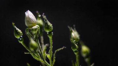 Siyah arka planda hava kabarcıkları olan beyaz bir gül.