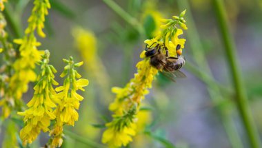 Sarı kır çiçeklerindeki arı nektar ve polen toplar.