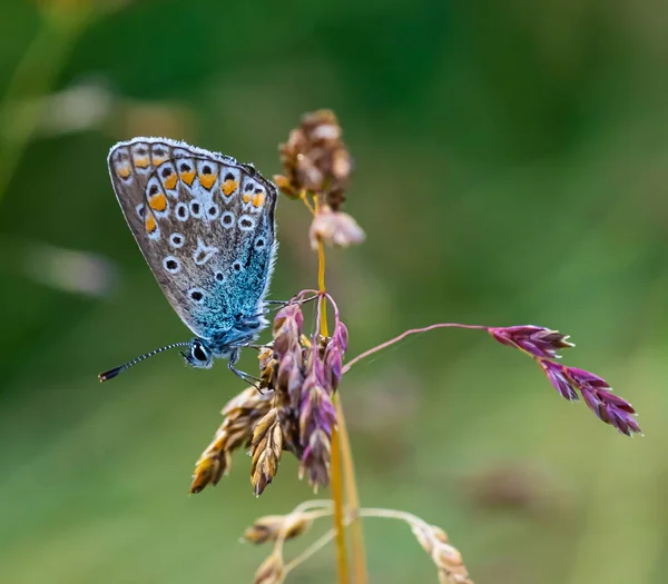 Mariposa Azul Hierba Primer Plano Verano — Foto de Stock