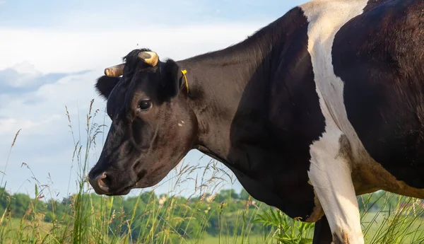 Vaca Roza Pasto Verano Contra Cielo — Foto de Stock