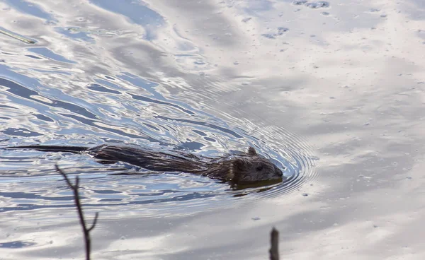 Muskusrat Drijft Water Het Water Reflecteert Lucht — Stockfoto