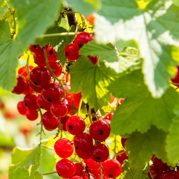 Rama Con Bayas Grosella Roja Arbusto Bayas Jardín Frutas Temporada — Foto de Stock