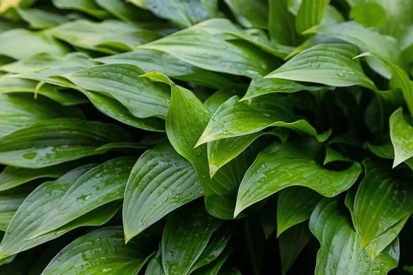 Natureza Folhas Verdes Com Textura Fundo Gota Chuva — Fotografia de Stock