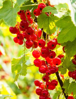 Bahçedeki böğürtlenli üzümlü dallar. Yaz mevsimi meyveleri gün ışığında