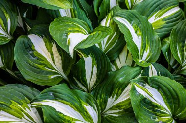 Bahçedeki bitkilerin yeşil yaprakları. doku