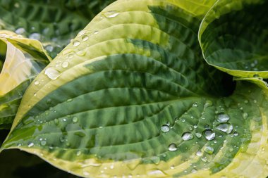 Yağmur damlası arkaplan dokusuna sahip doğa yeşil yapraklar