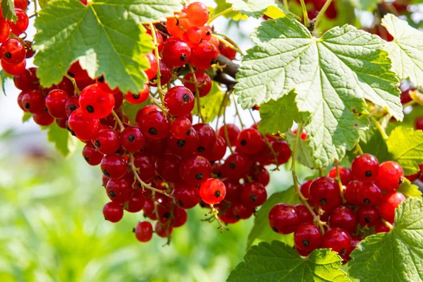 在花园里的覆盆子上有红醋栗果的枝条 夏日阳光下的水果 — 图库照片