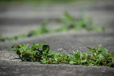 Betondaki çatlaklarda yeşil bitkiler filizlendi. Ekoloji temasının arkaplanı