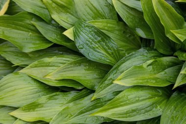 Yağmur damlası arkaplan dokusuna sahip doğa yeşil yapraklar