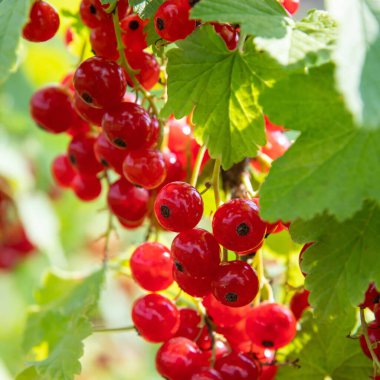 Bahçedeki böğürtlenli üzümlü dallar. Yaz mevsimi meyveleri gün ışığında