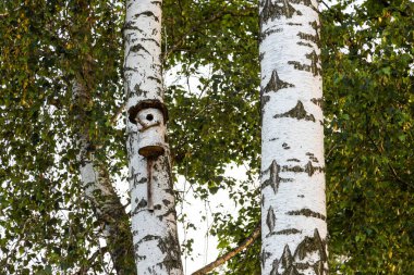 Kuş evi kıştaki bir ağaç gövdesinden yapılmıştır.