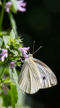 Yaz günü güneş ışığında yeşil çimlerin üzerinde kelebek