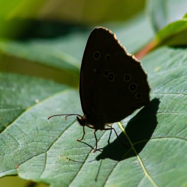 Yaz günü güneş ışığında yeşil çimlerin üzerinde kelebek