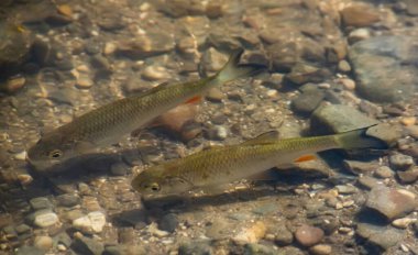 Bir balık sürüsü, gölün sularında yüzer.