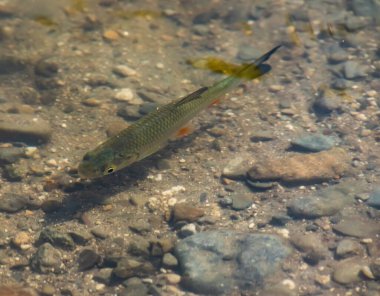 Bir balık sürüsü, gölün sularında yüzer.