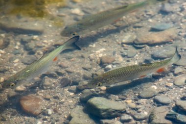 Bir balık sürüsü, gölün sularında yüzer.