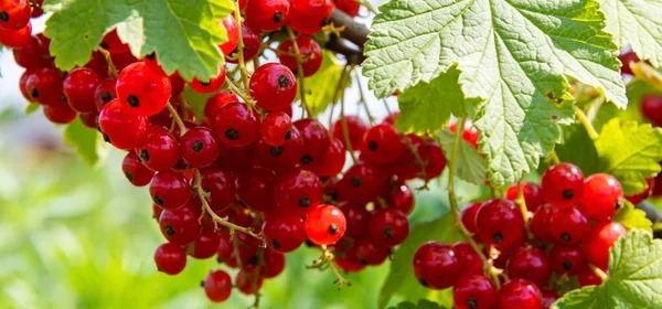 Zweig Mit Roten Johannisbeeren Beerenstrauch Garten Früchte Der Sommersaison Auf — Stockfoto