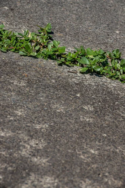 Plantas Verdes Brotaron Grietas Hormigón Contexto Sobre Tema Ecología —  Fotos de Stock