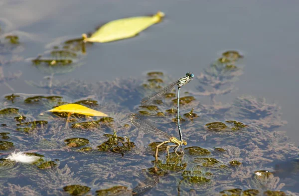 Capung Rumput Dekat Sungai Pada Hari Musim Panas — Stok Foto