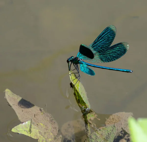 Libélula Hierba Cerca Del Río Día Verano —  Fotos de Stock