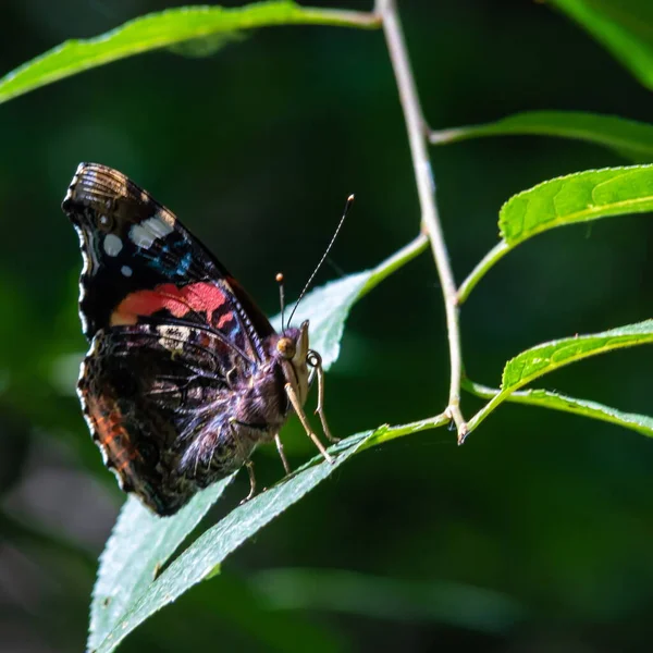Метелик Фоні Зеленої Трави Літній День Сонячне Світло — стокове фото