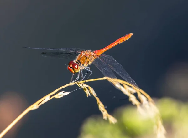 Dragonfly Grass River Summer Day — Stock Photo, Image