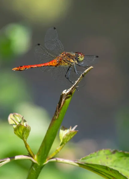 Libélula Grama Perto Rio Dia Verão — Fotografia de Stock