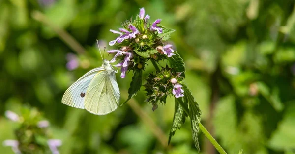 Farfalla Uno Sfondo Erba Verde Alla Luce Del Sole Giorno — Foto Stock