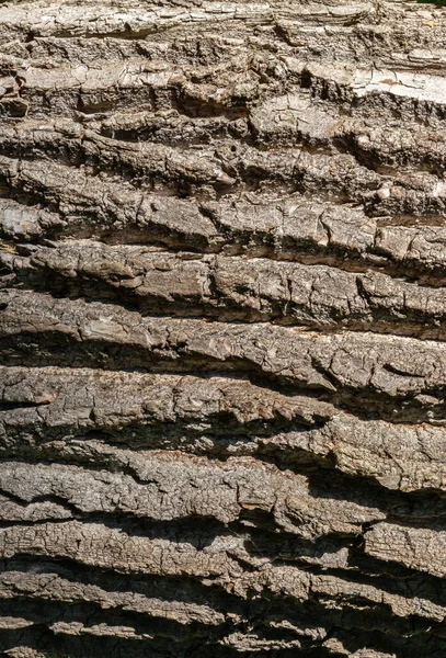 나무껍질의 질감을 나무의 배경을 이루고 나무로 더러운 — 스톡 사진
