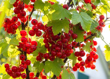 Bahçedeki böğürtlenli üzümlü dallar. Yaz mevsimi meyveleri gün ışığında