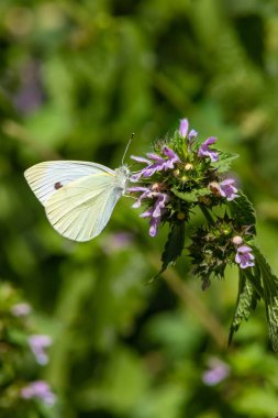 Yaz günü güneş ışığında yeşil çimlerin üzerinde kelebek