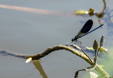 Yaz günü nehir kenarındaki çimlerin üzerinde yusufçuk.