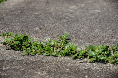 Betondaki çatlaklarda yeşil bitkiler filizlendi. Ekoloji temasının arkaplanı