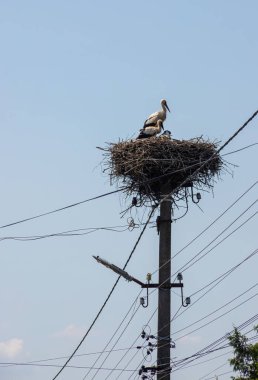 Siyah beyaz tüylü büyük göçmen kuş. Beyaz leylek ve bulutlu gökyüzünde yuva yapıyor. Leylek ailesi. Lezbiyen yuvası elektrci direğinde.