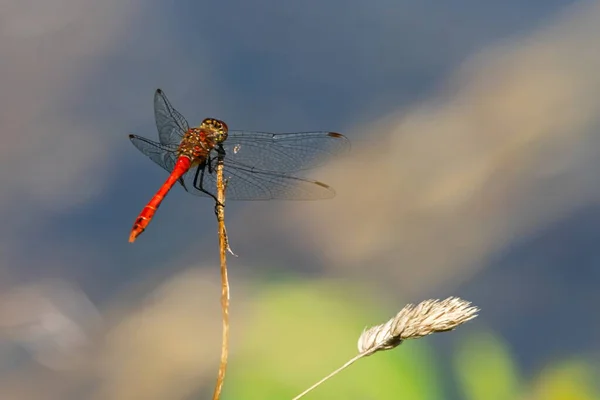 Dragonfly Grass River Summer Day — Stock Photo, Image