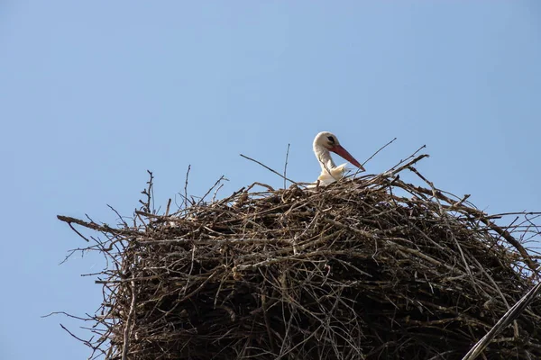 Stor Flyttfågel Med Svartvitt Fjäderdräkt Vit Stork Och Inbäddad Molnig — Stockfoto