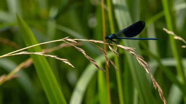 Libélula Una Planta Cerca Sienta Una Planta Verde —  Fotos de Stock