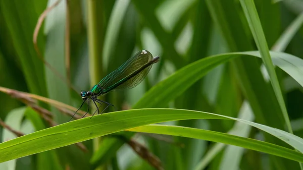 Libélula Uma Planta Fechar Senta Uma Planta Verde — Fotografia de Stock