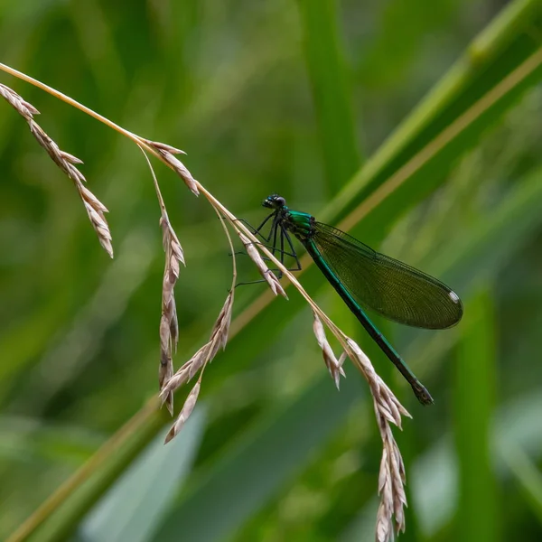 Dragonfly Ένα Κοντινό Φυτό Κάθεται Ένα Πράσινο Φυτό — Φωτογραφία Αρχείου
