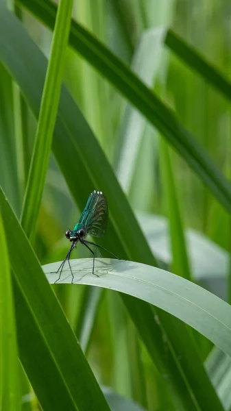 靠近植物的蜻蜓栖息在绿色的植物上 — 图库照片